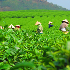 茶園基地